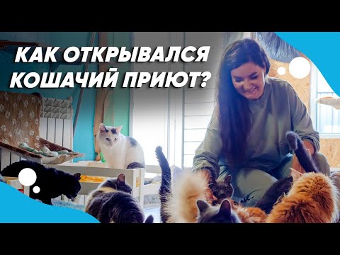 Видео: История дома помощи животным "ЛИС". Как живут в приюте кошки с лейкозом?