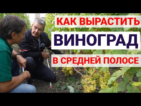 Видео: Виноград без ядохимикатов из Башкортостана