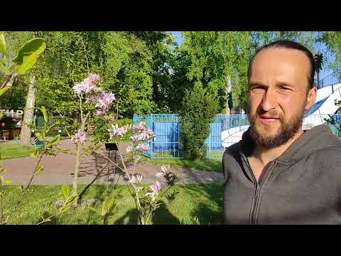 Видео: Где-то в Беларуси зацветает азимина и отцветают магнолии
