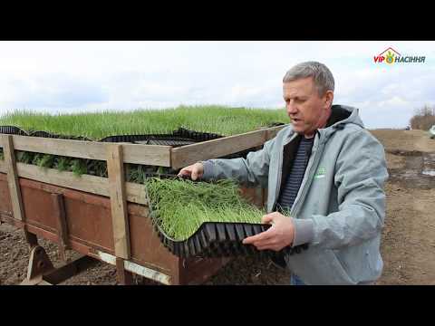 Видео: Технология выращивания лука через рассаду - высадка в открытый грунт