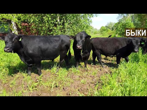 Видео: Быки породы Русская комолая. Себестоимость содержания и выращивания быков. Фермер Денис Бахарев.