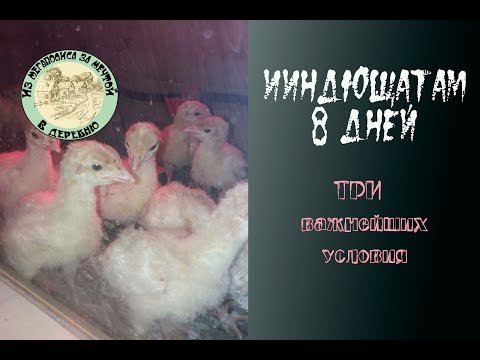 Видео: Индюшата 🦃 с первых дней. Это важно знать! ☝