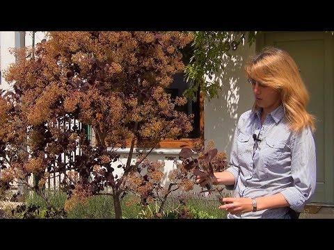 Видео: Скумпия