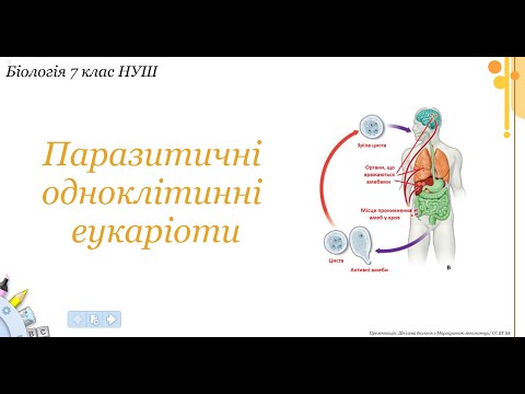 Видео: Біологія 7 клас НУШ  Паразитичні одноклітинні еукаріоти
