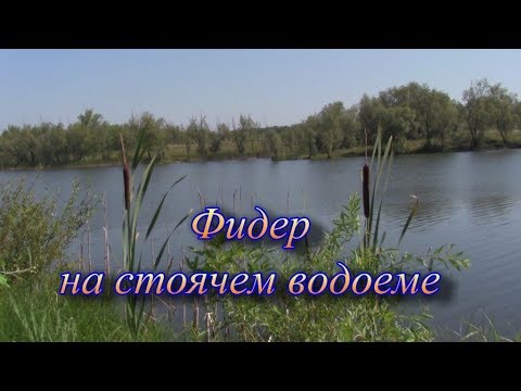 Видео: Фидер на стоячем водоеме