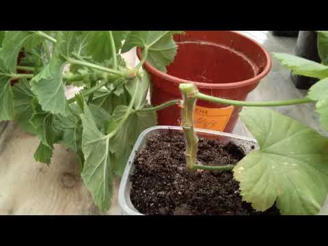 Видео: #61.Работа с черенками королевской пеларгонии, черенкование.