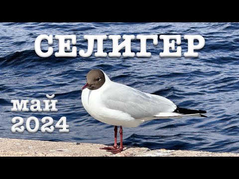 Видео: Селигер. Рыбалка. Самые интересные места. Lake Seliger. Volga basin. 2024 г.