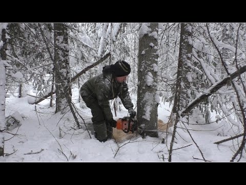 Видео: Валка леса в лесосеке, от первого лица. Новый заезд.