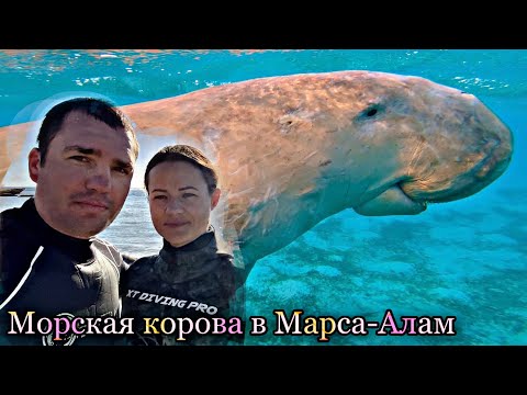 Видео: Поиск Морской Коровы Дюгонь в Марса Алам/Египет бухта Марса Мубарак