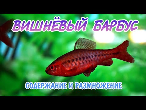 Видео: ВИШНЁВЫЙ БАРБУС. СОДЕРЖАНИЕ, КОРМЛЕНИЕ И РАЗВЕДЕНИЕ.
