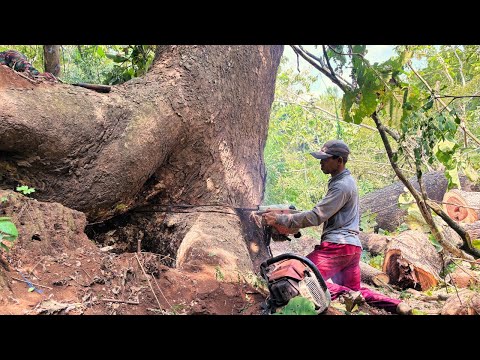 Видео: ТРУДНОДОСТУПНОЕ МЕСТО‼️ВАЛКА БОЛЬШИХ ДЕРЕВЬЕВ ТРЕМБЕЗИ В ЦЕНТРЕ ТИКОВОГО САДА ШТИЛ#ms660