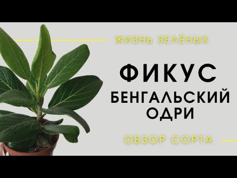 Видео: Фикус Бенгальский Одри ( Аудрей) - обзор сорта и правила ухода.