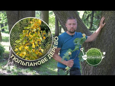 Видео: Тюльпанове дерево | По копаному | Другий сезон | Випуск 2