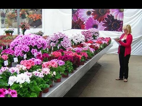 Видео: Пеларгония . Конвейер запущен , укоренение без остановки .