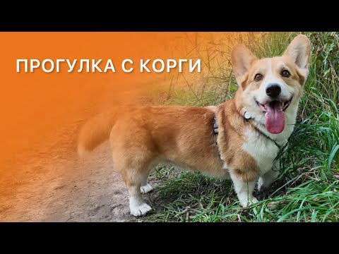 Видео: Прогулка с корги (corgi walking video)