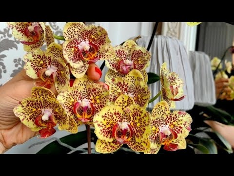 Видео: Новости у орхидеи ❤️