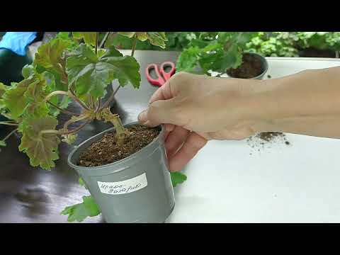 Видео: Мои новинки!!!