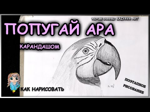 Видео: Как нарисовать попугая Ара карандашом. Рисую голову поэтапно