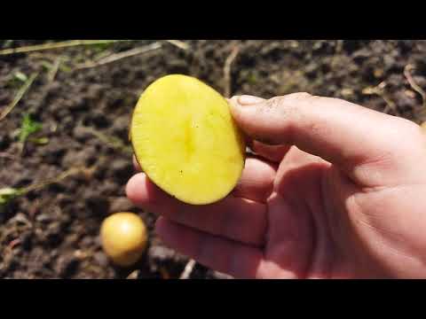 Видео: Характеристика картоплі сорту Сорая.