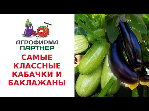 Видео: САМЫЕ КЛАССНЫЕ КАБАЧКИ И БАКЛАЖАНЫ