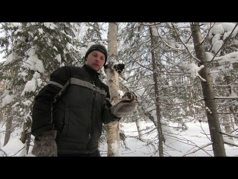Видео: сбор чаги и просто приятно проведенный день