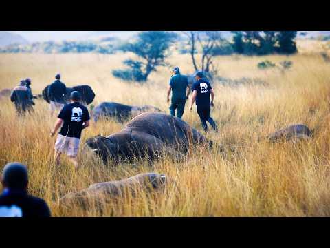 Видео: Мозамбик: самый амбициозный в мире проект по восстановлению дикой природы