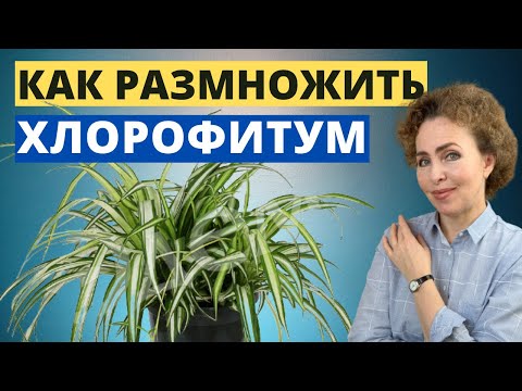 Видео: ХЛОРОФИТУМ размножение. ХЛОРОФИТУМ пересадка.