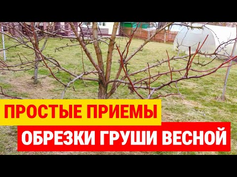 Видео: Обрезка груши весной: Простые приемы обрезки  руками к урожаю.  Правильная детальная ШАГ ЗА ШАГОМ