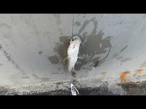 Видео: Рыбалка в Мурманске. Порт, причал номер 1.