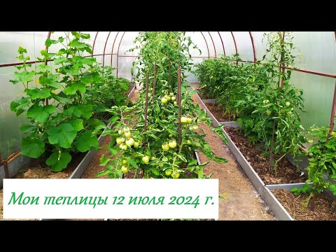 Видео: Мои теплицы 12 07 2024