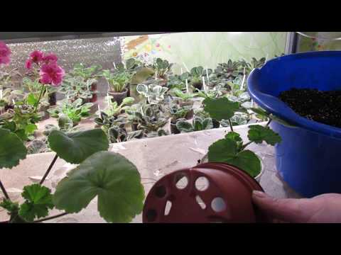 Видео: ГЕРАНЬ УКОРЕНИЛАСЬ - ЧТО ДАЛЬШЕ ? НЕ ПРОВОРОНИТЬ !