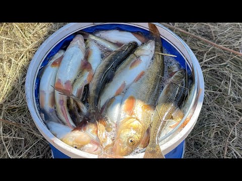 Видео: СУПЕР РЫБАЛКА НА ОСМАНА 🎣ЛОВЯТСЯ НА ВСЕ КРЮЧКИ ! РЫБАЛКА В ТАЛДЫКОРГАНЕ. РЫБАЛКА 2024. ЖЕТЫСУ.