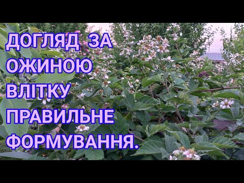 Видео: Обрізка ОЖИНИ🫐коли та що потрібно обрізати#формуванняожини#обрезкаежевики#обрізкаожини#плодовікущі