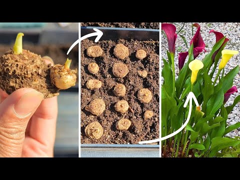 Видео: Как посадить луковицы каллы и корневища | Пробуждение моих калл