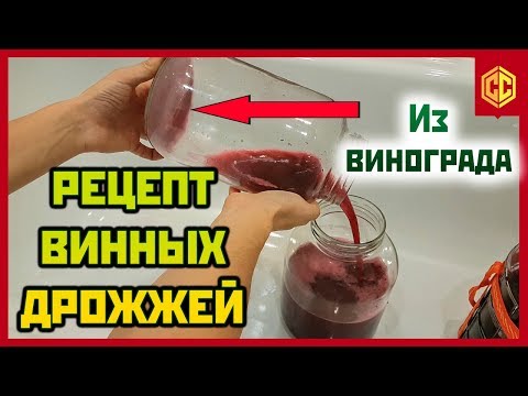 Видео: ВИННЫЕ ДРОЖЖИ. Как сделать винные дрожжи из винограда.