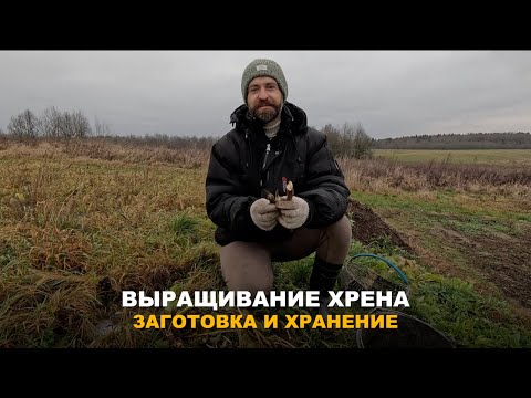 Видео: ХРЕН НА УЧАСТКЕ. Заготовка, размножение, выведение и хранение хрена. Рецепт тертого хрена со свеклой