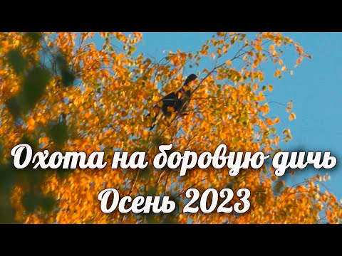 Видео: Охота на боровую дичь. Осень 2023. Грей выгнал Глухаря прямо в лоб! Собираем грибы.