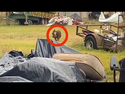 Видео: Люди с отвращением прогоняли пса, когда видели, что болтается на его голове