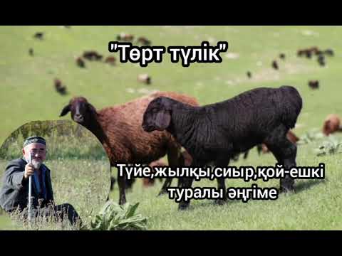Видео: "Төрт түлік" Түйе,жылқы,сиыр,қой-ешкі туралы әңгіме