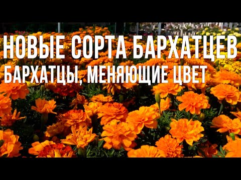 Видео: Обзор сортов бархатцев для вашего сада. Бархатцы отклоненные: самые яркие сорта.