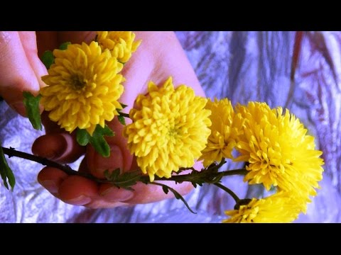 Видео: Хризантема из холодного фарфора полимерной глины легко, мастер класс  Часть 2 Chrysanthemum of cold