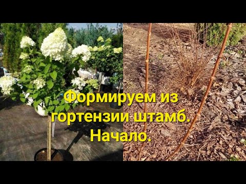 Видео: 🌸Формируем штамб у гортензии. Первая обрезка🌸