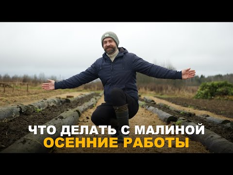 Видео: ЧТОБЫ БЫТЬ С ХОРОШИМ УРОЖАЕМ МАЛИНЫ, НУЖНО ПОСТАРАТЬСЯ СЕЙЧАС. Готовлю ремонтантную малину к зиме.