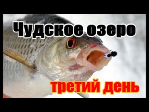 Видео: Peipsi järv Чудское озеро Зимняя рыбалка активатор клева ФИШ ХАНГРИ третий день на льду д.Спицино
