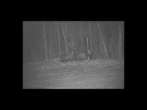 Видео: Кабан Охота Двадцать  Что делать