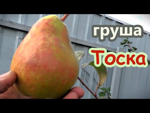 Видео: Груша ТОСКА