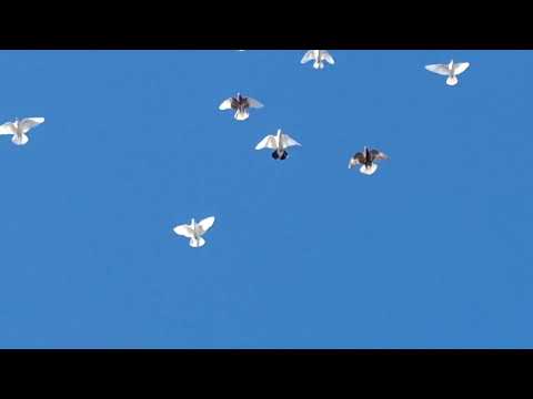Видео: Голуби и орёл. 