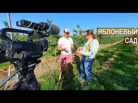 Видео: Сад на 100га. Яблочный бизнес Василе Берзой. Что нового в хозяйстве? Белгородская область.