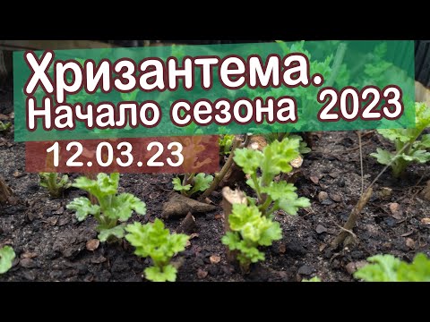 Видео: Хризантема  Начало сезона 2023