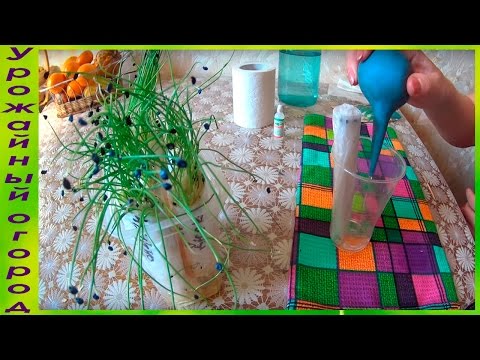 Видео: РАССАДА ЛУКА БЕЗ ЗЕМЛИ!